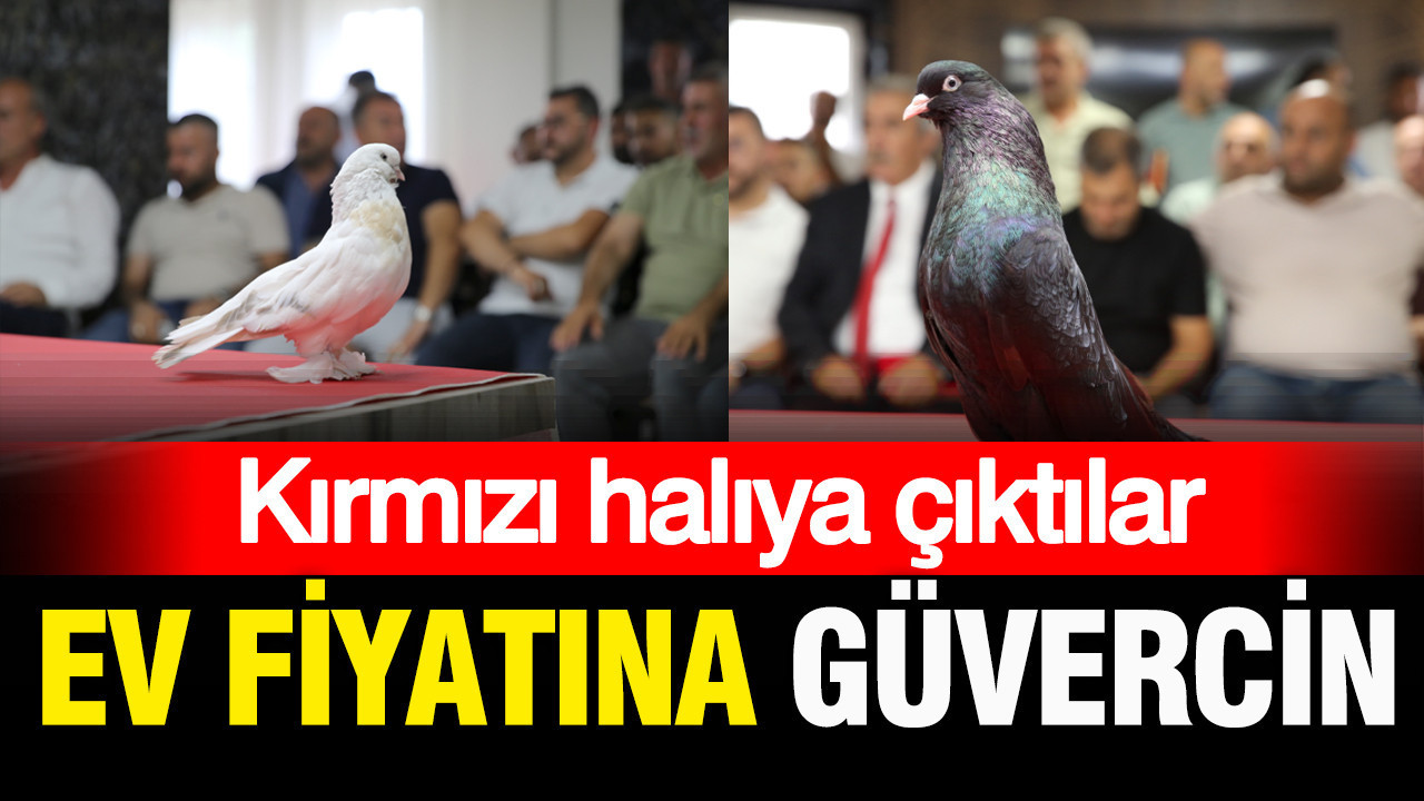 Kırmızı halıda buluşma: Ev fiyatına güvercinler