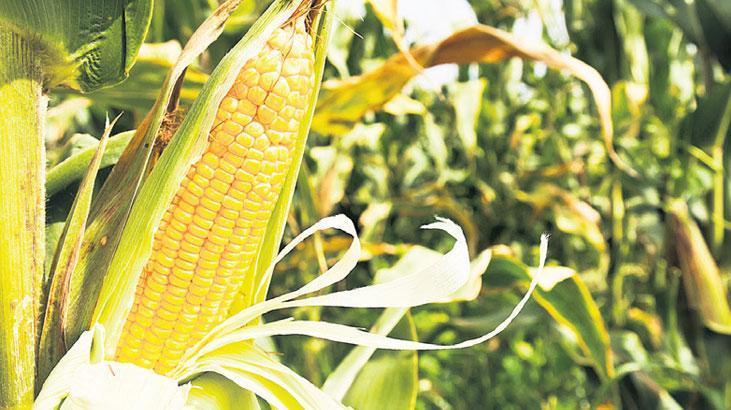 3 yılın zirvesine fırladı! Mısırı El Nino vurdu